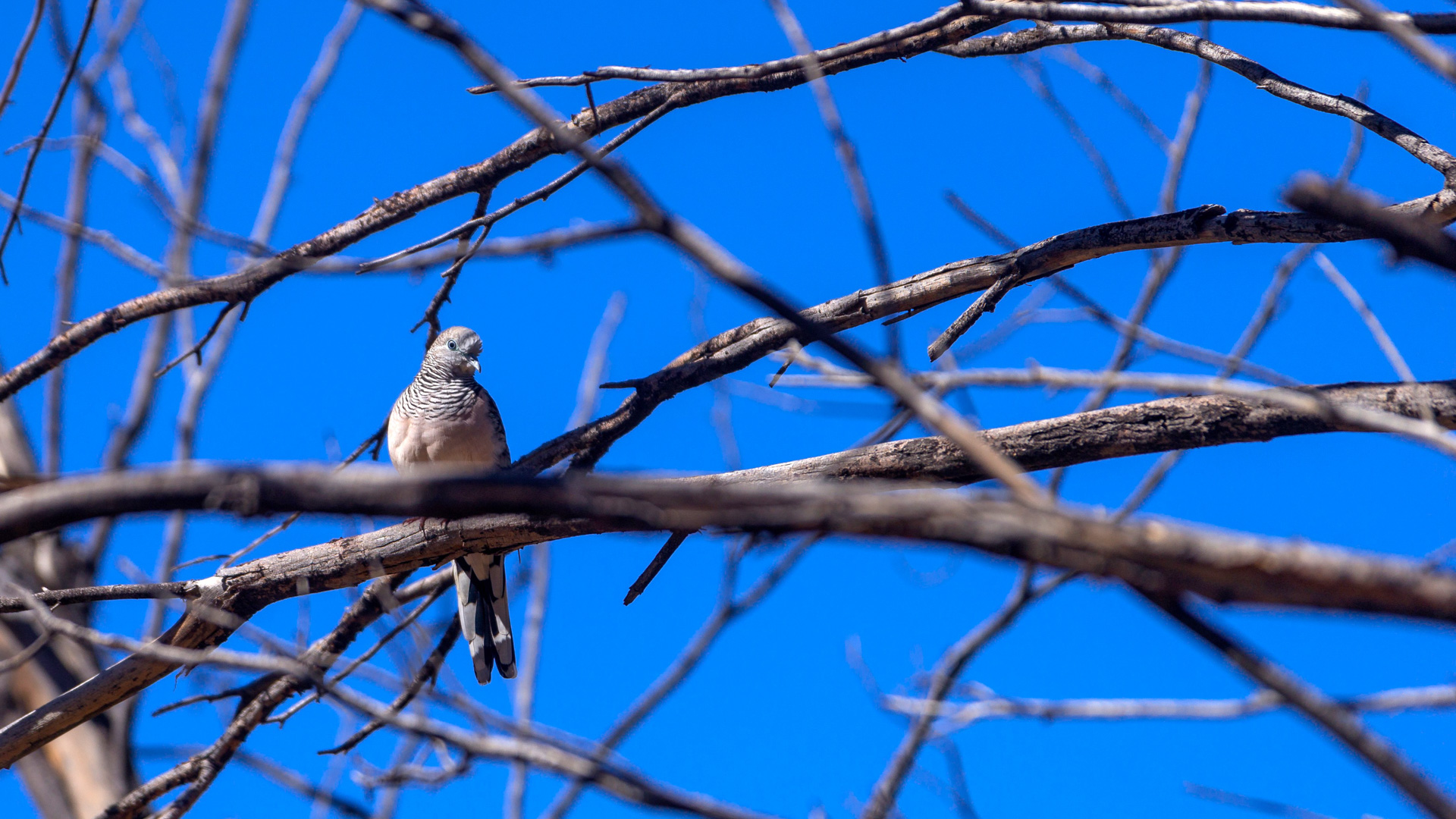Orniston Gorge - Friedenstäubchen